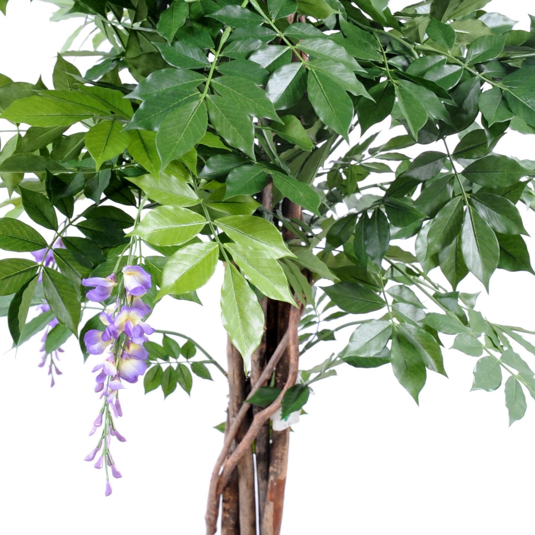Autre angle du modèle : Introduire une nuance douce sans choisir un grand arbre