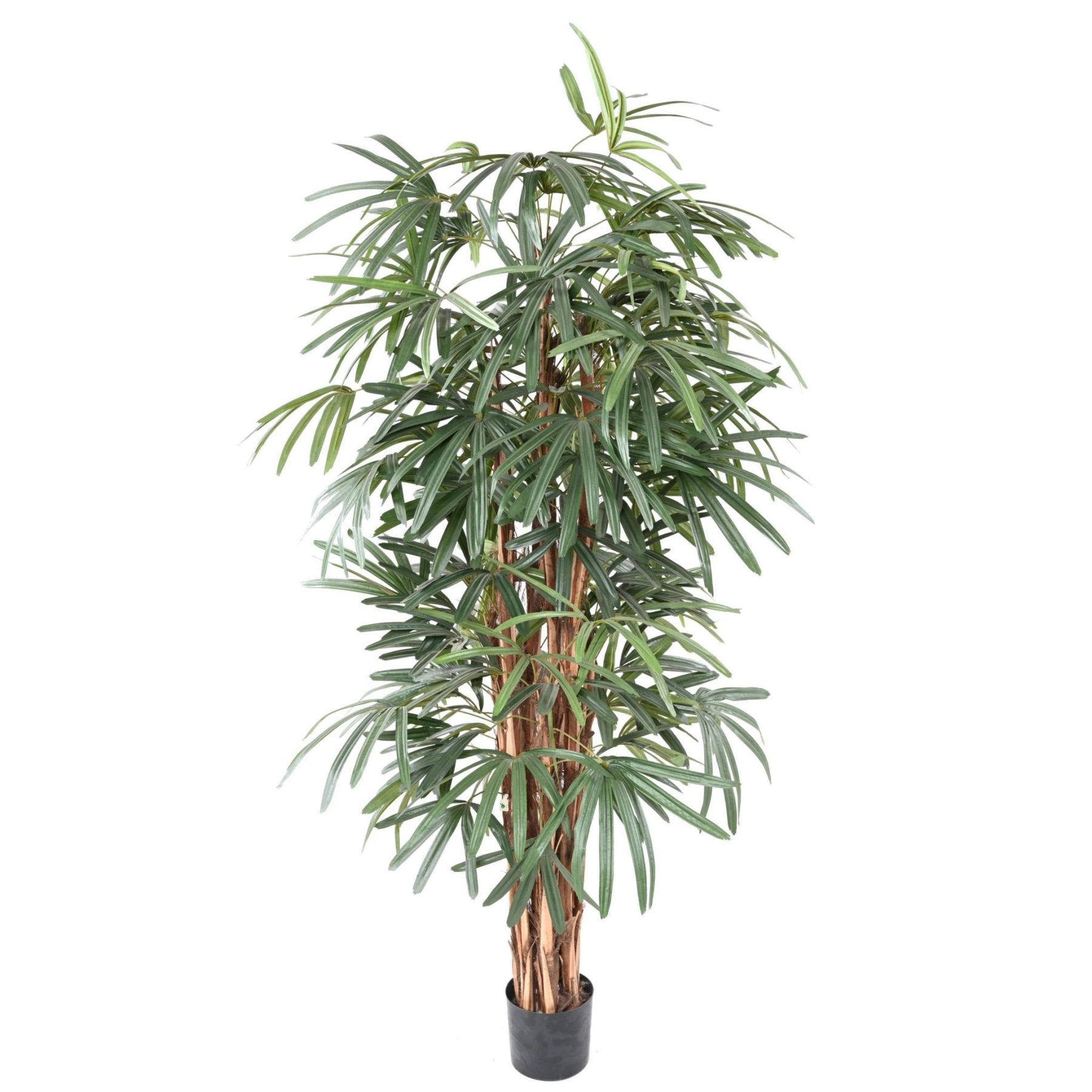Autre angle du modèle : Introduire un motif tropical sans viser la grande hauteur
